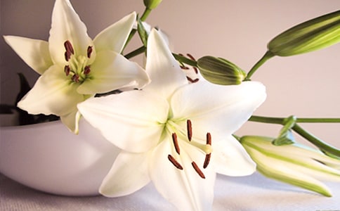 百合花观察日记(8篇)