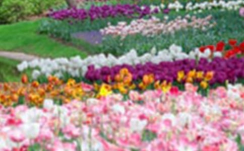 关于花园写景的作文300字集合九篇