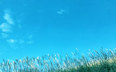 【精选】春风的作文600字4篇