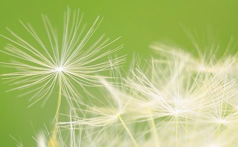 蒲公英的作文(集合3篇)