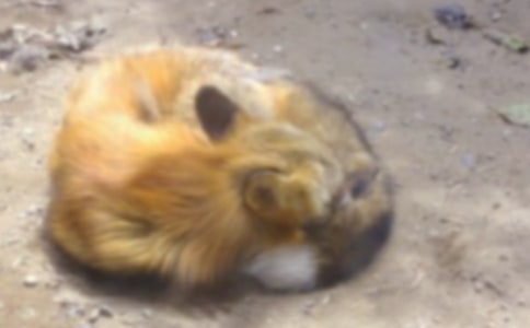 狐狸的故事作文合集3篇