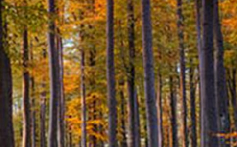 【精选】森林作文500字四篇