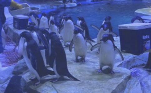 海洋公园作文【集合4篇】