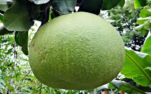 【必备】柚子的作文300字4篇