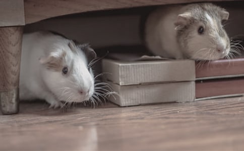 关于仓鼠观察日记范文8篇