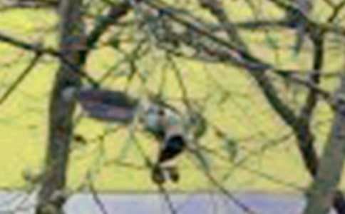 聪明的小鸟作文4篇