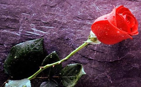 玫瑰作文【必备10篇】