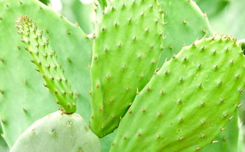 有关仙人掌观察日记范文合集10篇