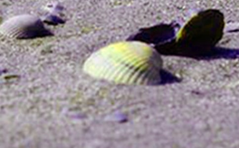 贝壳作文范例(6篇)