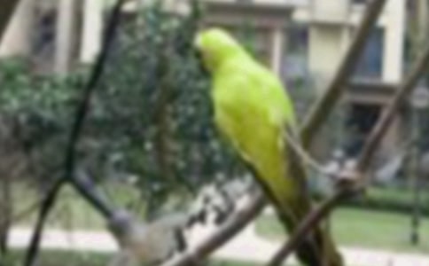 （合集）实用的小鸟作文