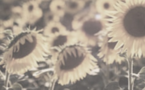 太阳花观察日记范文锦集8篇