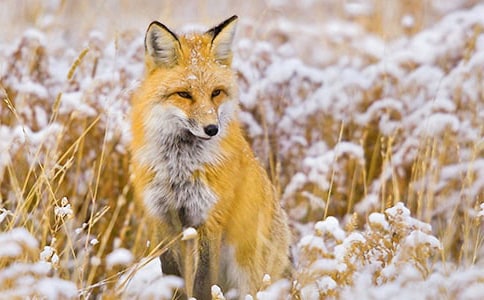 【优选】狐狸的故事作文