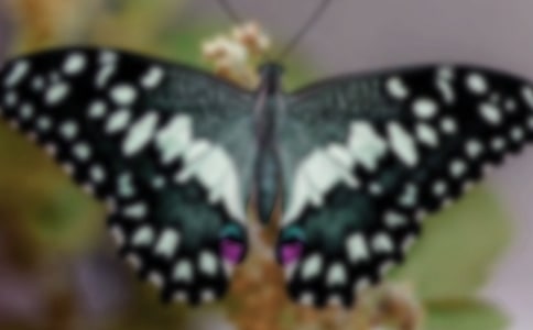 蝴蝶作文300字必备8篇