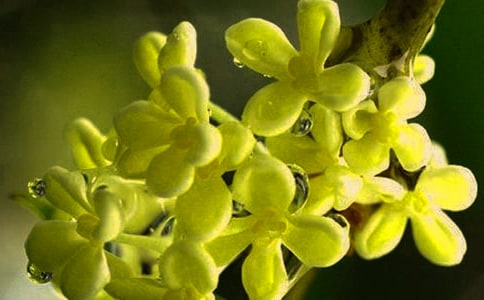 写桂花的作文5篇【精选】