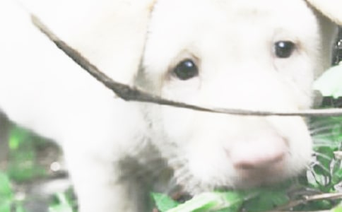 有关观察小狗作文合集八篇