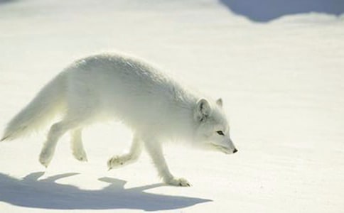 狐狸的故事作文300字集合3篇