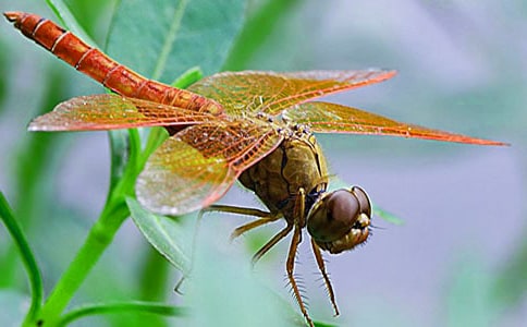 蜻蜓点水作文合集(5篇)