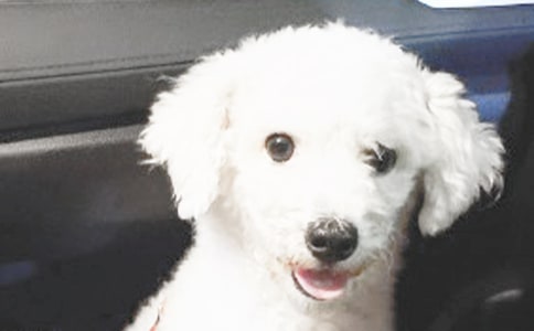 【必备】观察小狗作文合集5篇