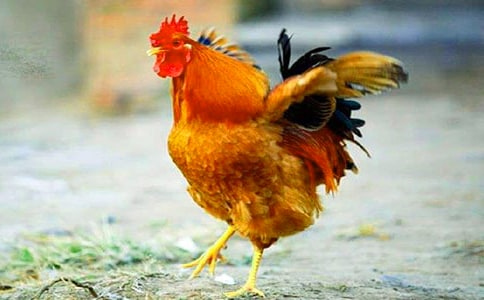 金鸡冠的公鸡教案7篇