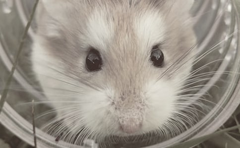 仓鼠观察日记(15篇)