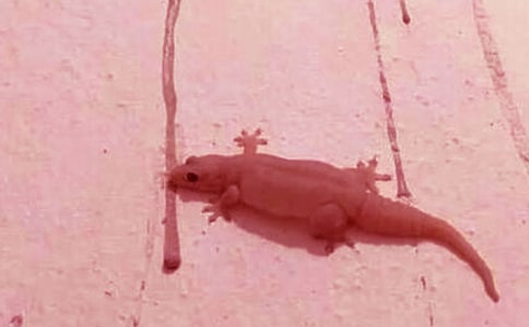 发现壁虎的作文300字3篇