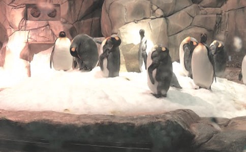 (荐)游海洋公园作文8篇