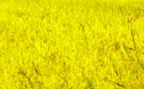 田野作文(汇编7篇)