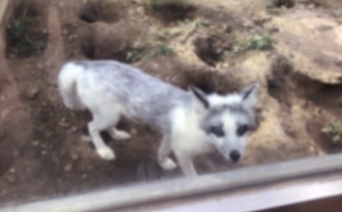 狐狸童话作文9篇[优选]