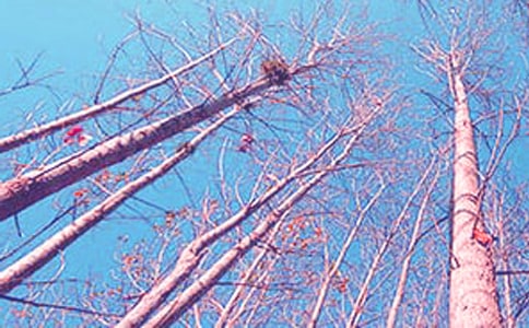 描写白杨树的作文10篇(热)