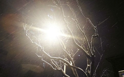 实用的下雪了小学作文汇编五篇