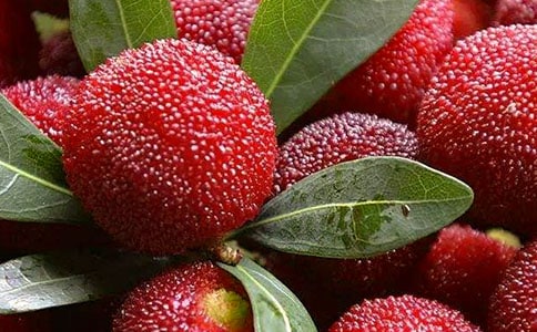 家乡的杨梅作文300字