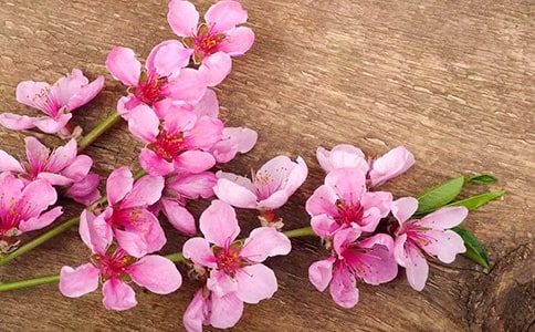 (实用)看桃花作文