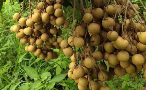 龙眼家乡作文300字9篇【通用】