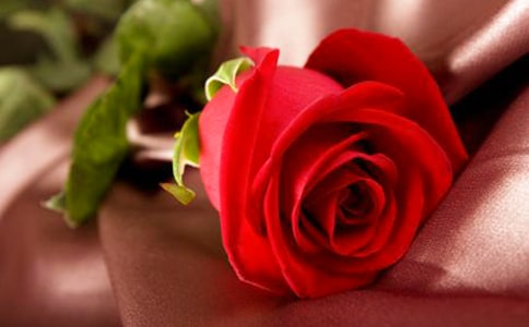 玫瑰的作文（通用5篇）