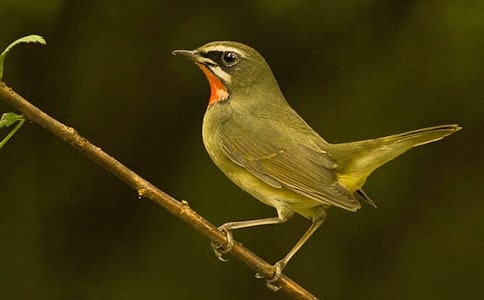 小鸟的作文[精选3篇]