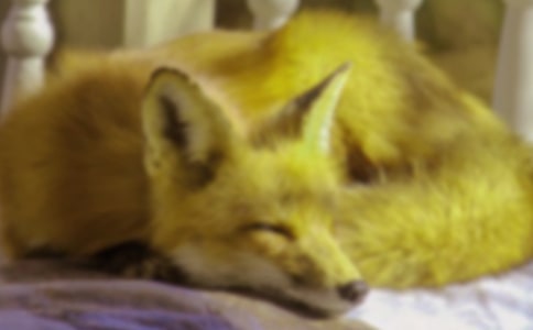 狐狸开店作文（精华）