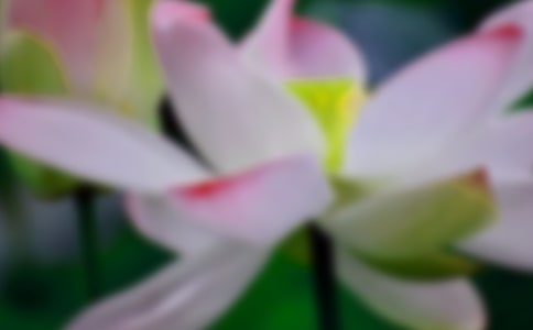 [优]荷花的作文