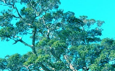 大树的作文600字4篇