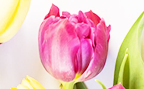 郁金香观察日记合集8篇