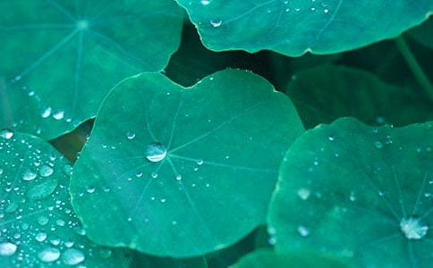 精选荷叶的作文600字三篇