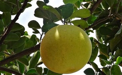 【精选】柚子的作文300字3篇