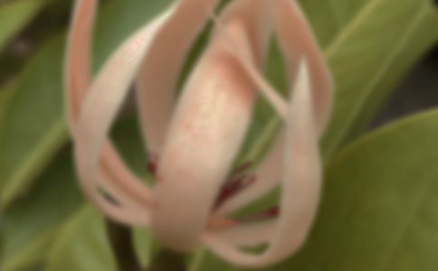 玉兰花观察日记4篇