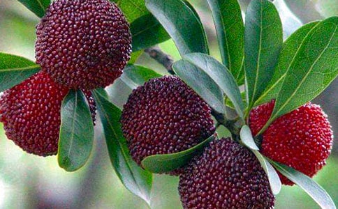 家乡的杨梅作文300字(通用)