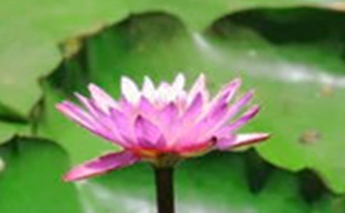 【实用】荷花作文300字8篇