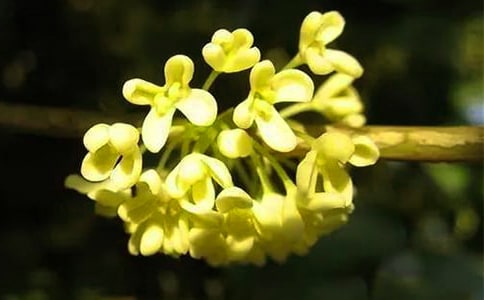 桂花的作文300字(通用)