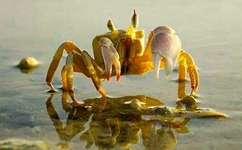 螃蟹观察日记8篇