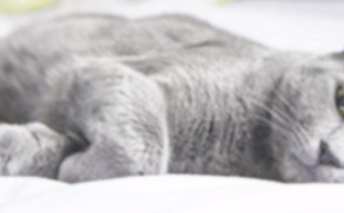 关于有趣的小猫作文300字7篇