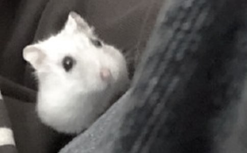 观察仓鼠日记精选15篇