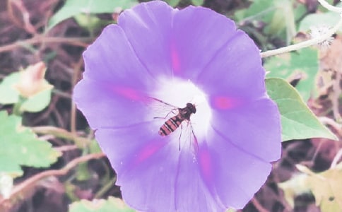 观察牵牛花的日记精选12篇