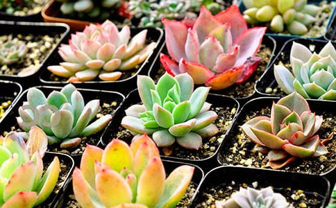 多肉观察日记(集锦7篇)